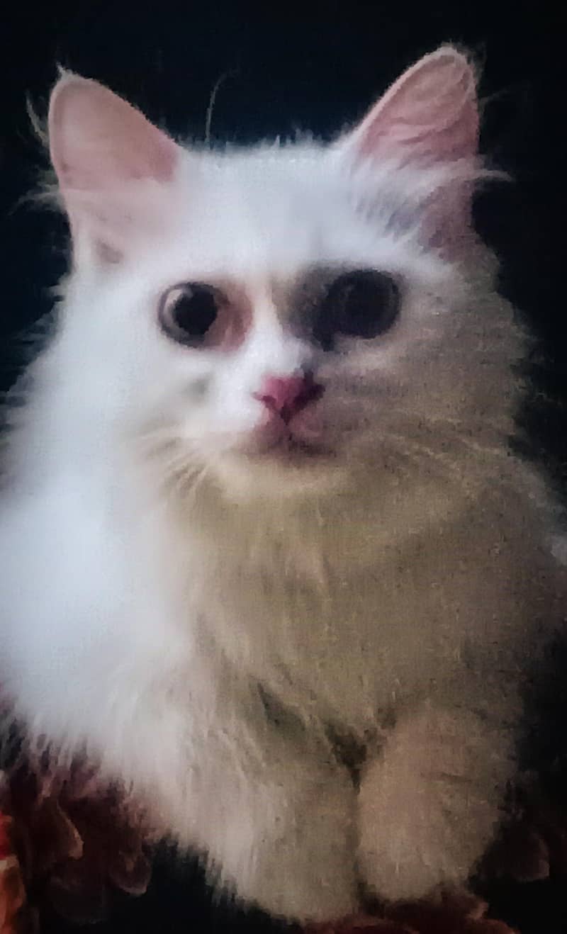 PERSIAN CAT 4