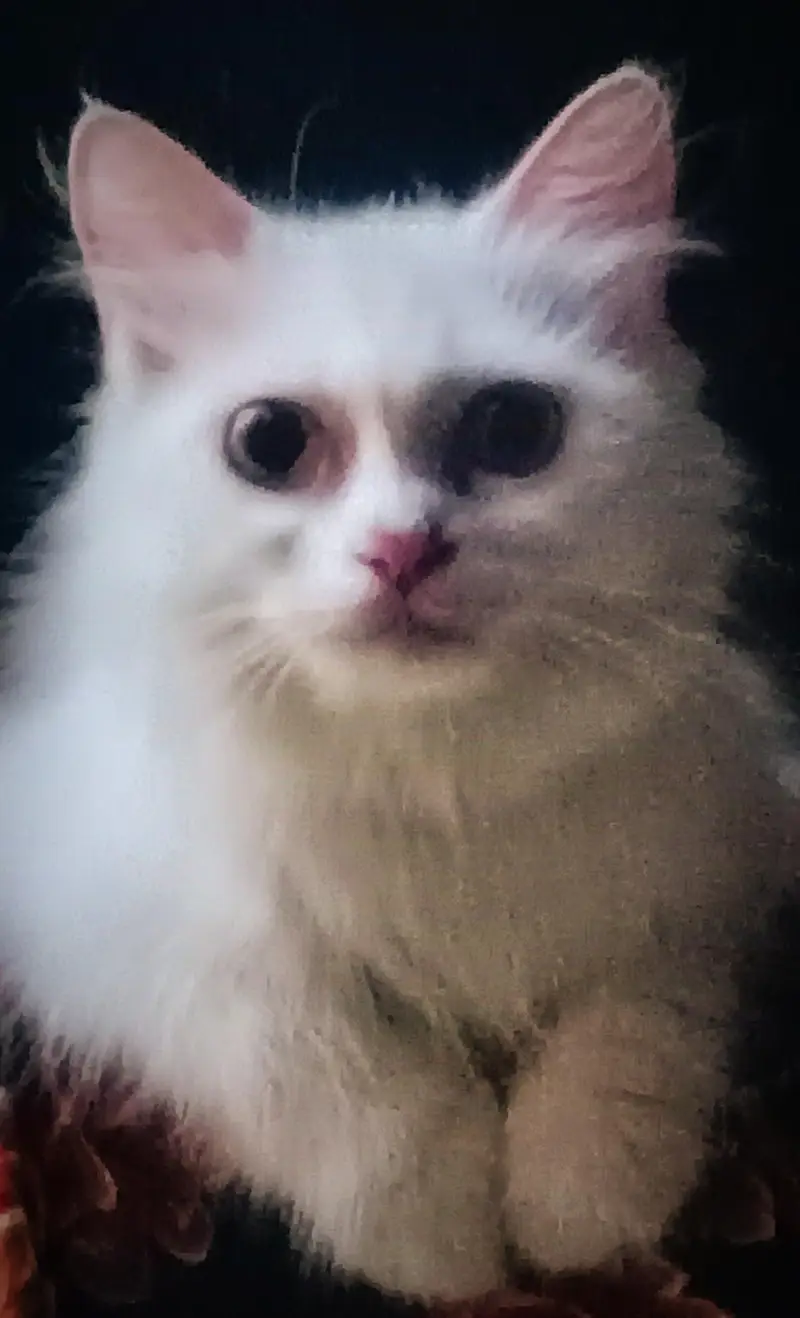 PERSIAN CAT — photo 5