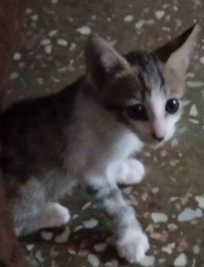 Mixed breed cute healthy kitten pair