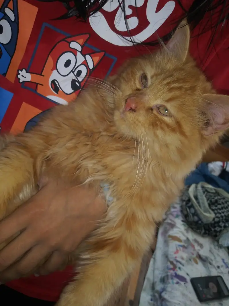 urgent sell person my WhatsApp number 03351999339 — photo 2
