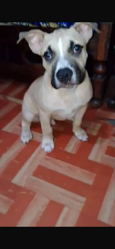 2 Months American Bully Puppy for Sale | Healthy | Active | Strong Bon