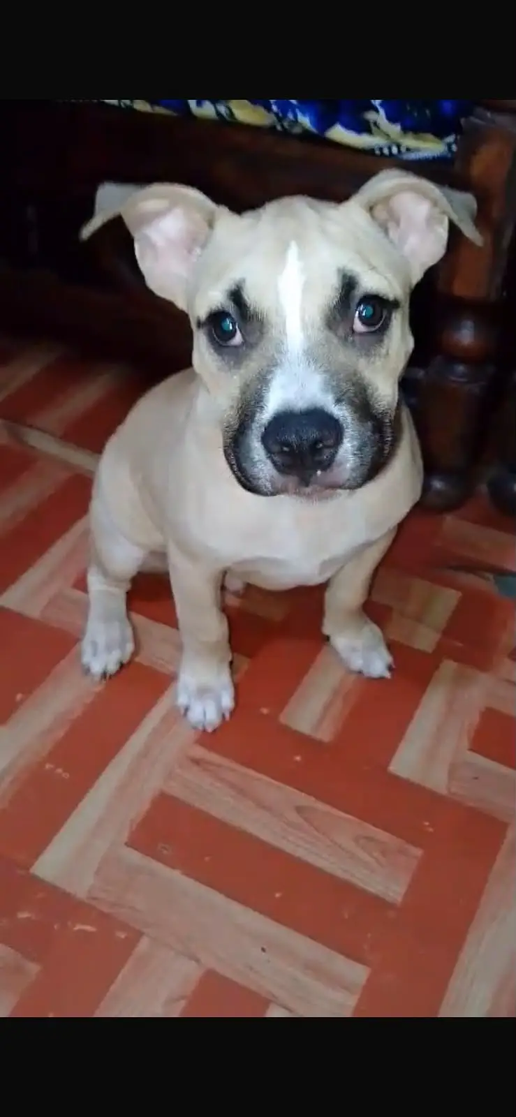2 Months American Bully Puppy for Sale | Healthy | Active | Strong Bon — photo 2
