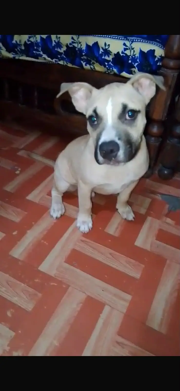 2 Months American Bully Puppy for Sale | Healthy | Active | Strong Bon — photo 3