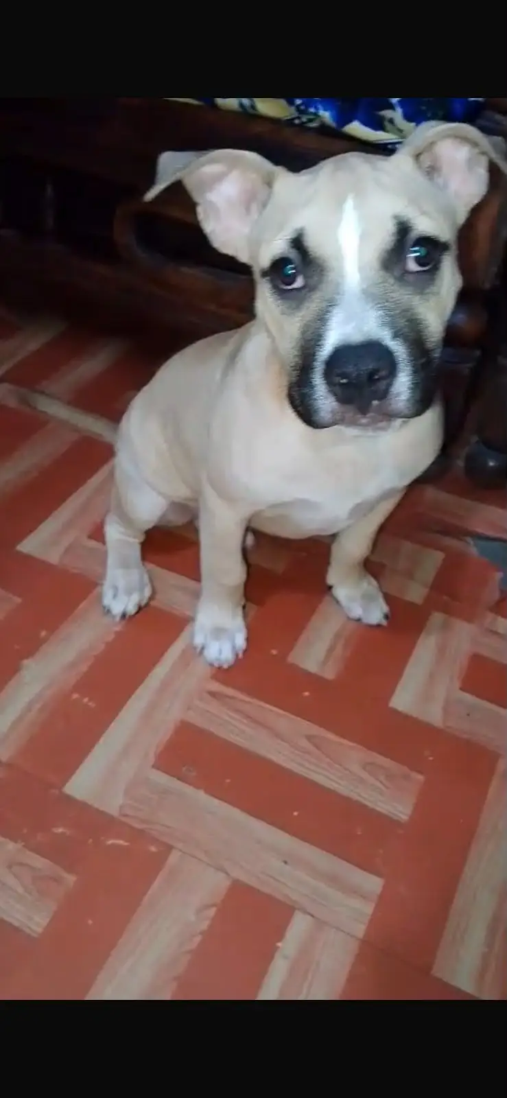 2 Months American Bully Puppy for Sale | Healthy | Active | Strong Bon — photo 4
