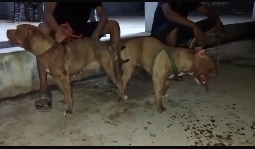 2 Months American Bully Puppy for Sale | Healthy | Active | Strong Bon — photo 5