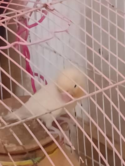 parrot