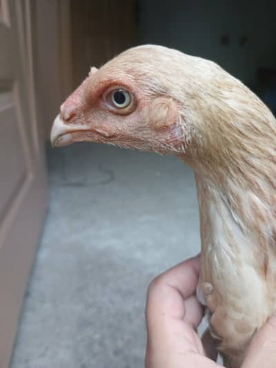Aseel Bach (Sahmo × Parrot Beak Cross)