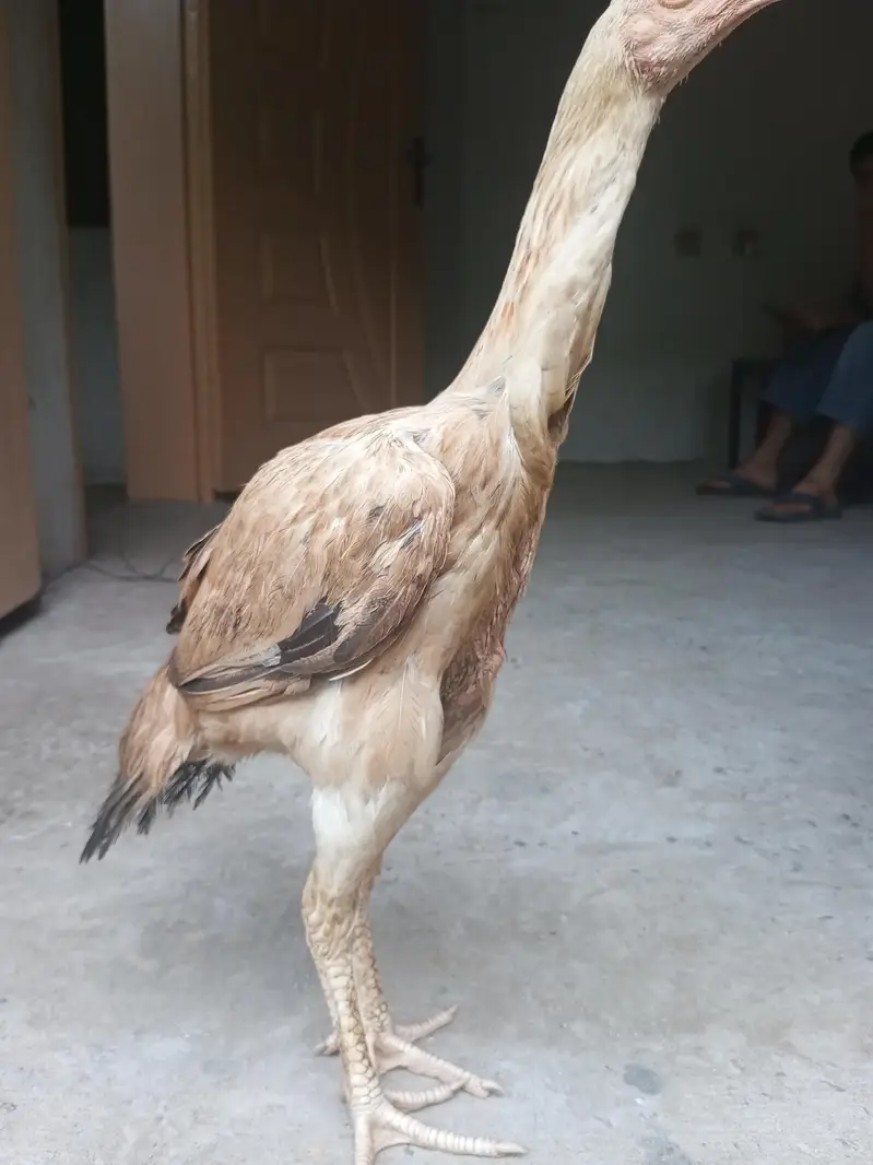 Aseel Bach (Sahmo × Parrot Beak Cross) — photo 3