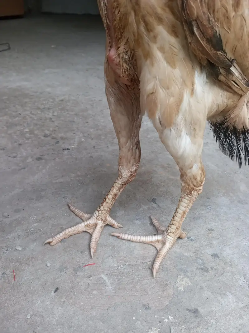 Aseel Bach (Sahmo × Parrot Beak Cross) — photo 5