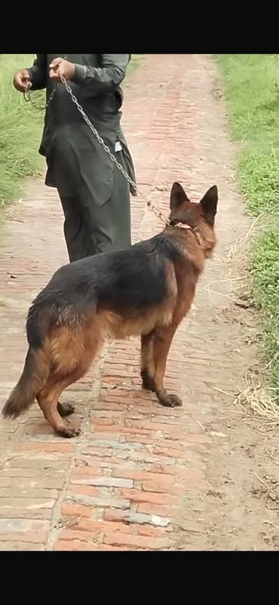 Long Coat German Shepherd for Sale | Healthy & Active | Strong Guard