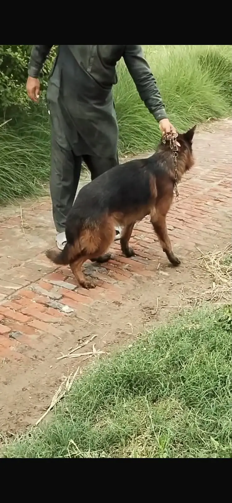Long Coat German Shepherd for Sale | Healthy & Active | Strong Guard — photo 2