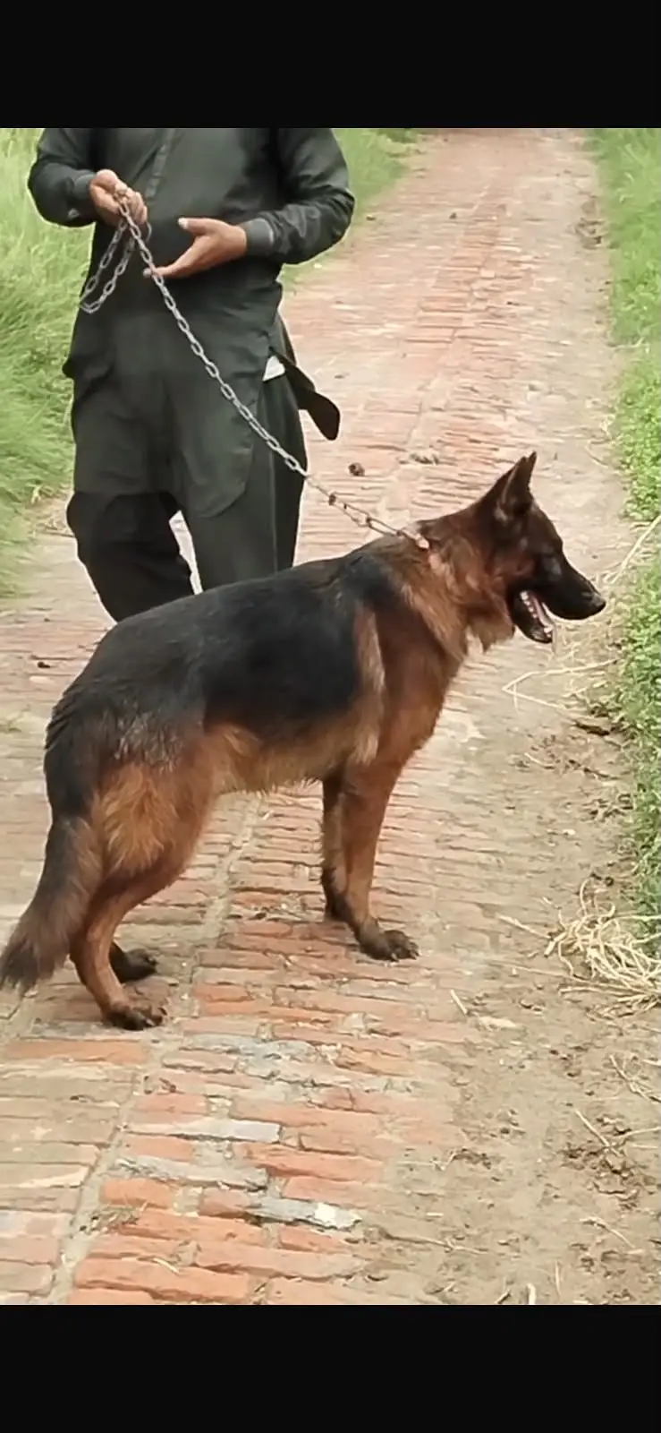 Long Coat German Shepherd for Sale | Healthy & Active | Strong Guard — photo 3