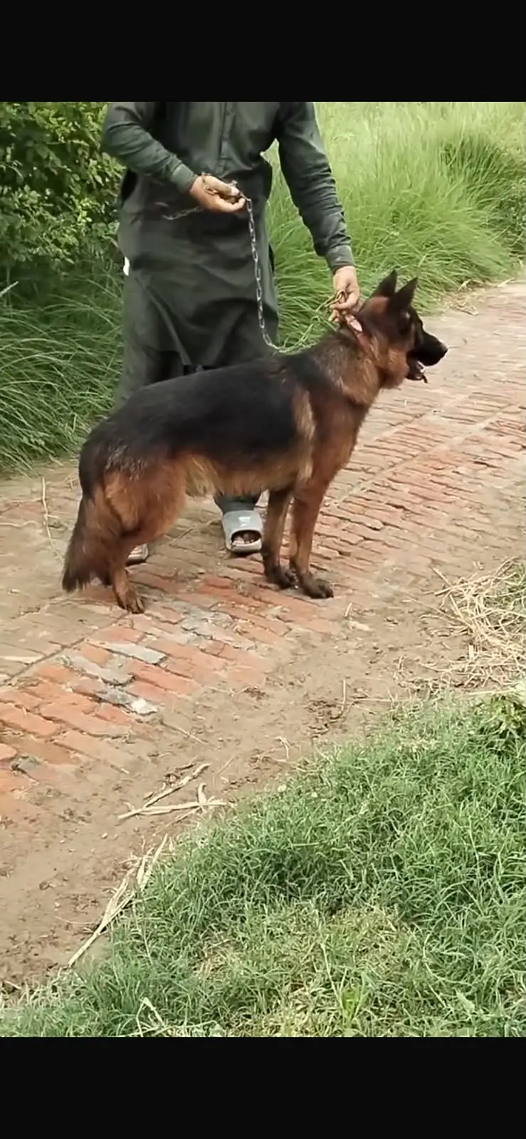 Long Coat German Shepherd for Sale | Healthy & Active | Strong Guard — photo 4