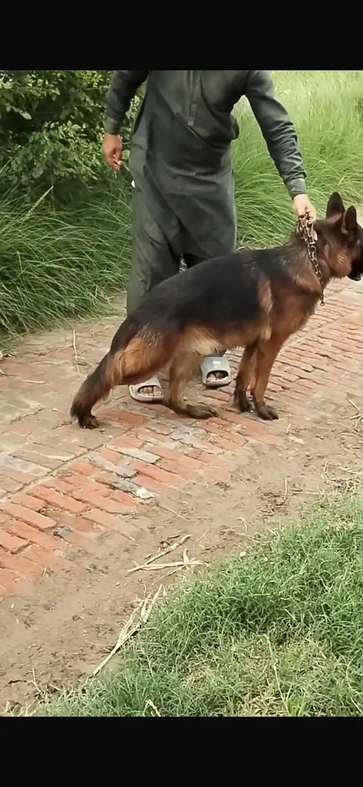 Long Coat German Shepherd for Sale | Healthy & Active | Strong Guard — photo 5