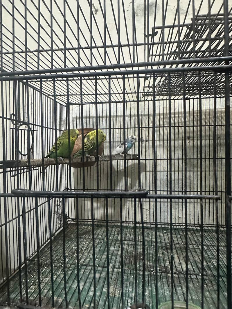 Cage 8 portion 5