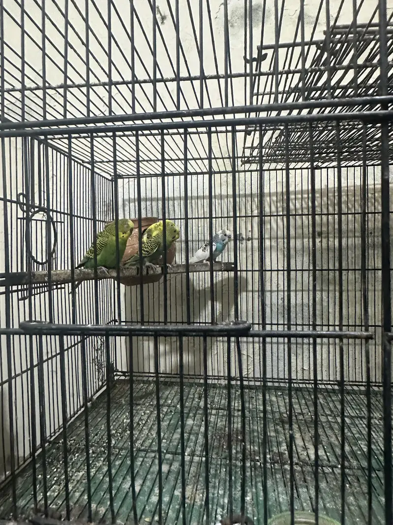 Cage 8 portion — photo 6
