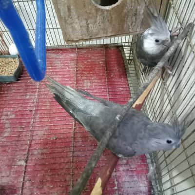 White face grey coctail breeding pair