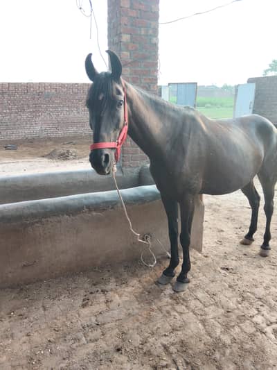 Desi ghori for sale
