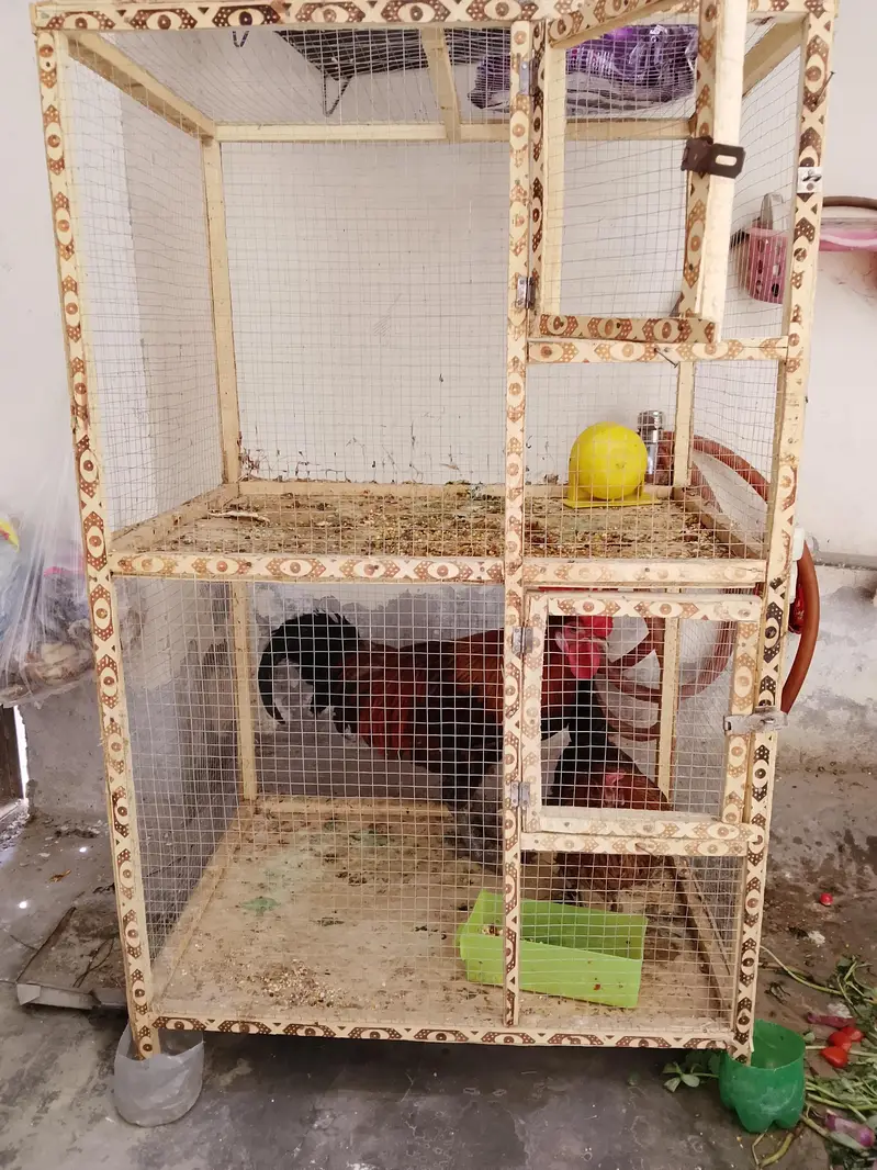 hen cage for sale — photo 3