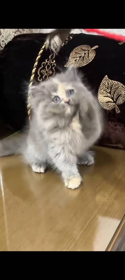 Quality Persian cat & Kittens. Male & female 03479996792. whatsapp