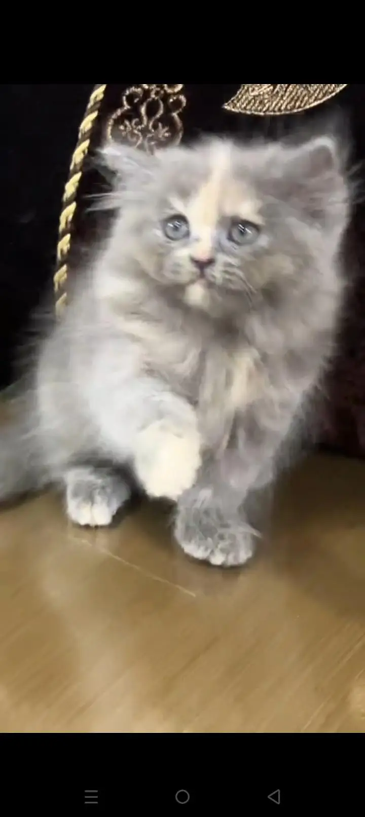 Quality Persian cat & Kittens. Male & female 03479996792. whatsapp — photo 3