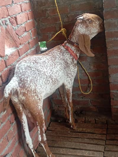 dasi makhi cheni bakri and rajanpuri Bakra