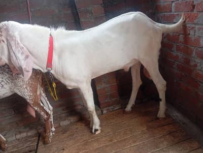 rajanpuri Bakra