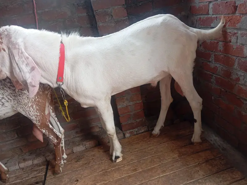 dasi makhi cheni bakri and rajanpuri Bakra — photo 2