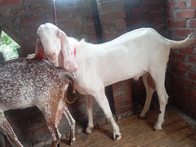 dasi makhi cheni bakri and rajanpuri Bakra — photo 3