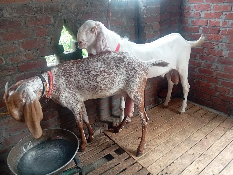 dasi makhi cheni bakri and rajanpuri Bakra — photo 4