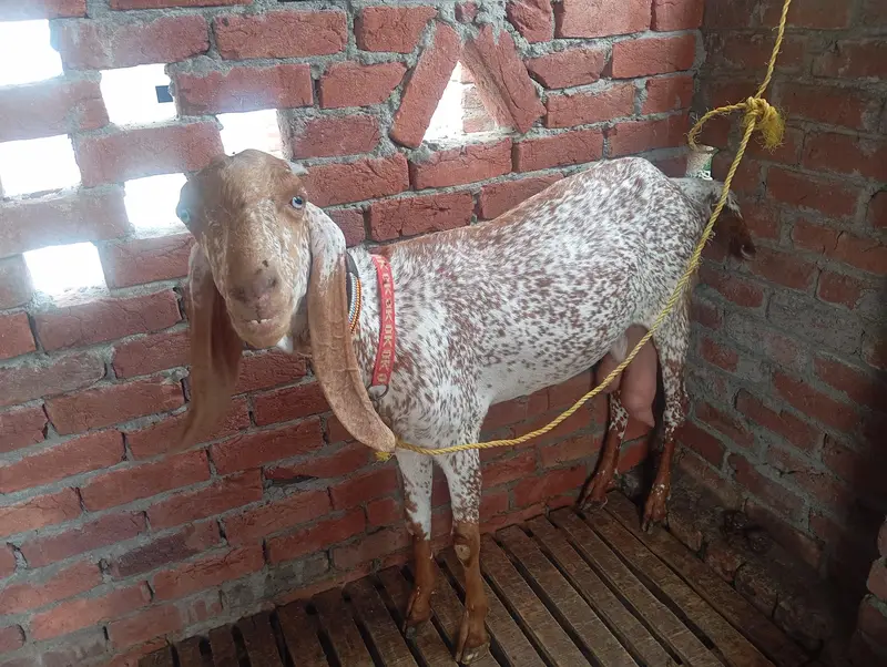 dasi makhi cheni bakri and rajanpuri Bakra — photo 5