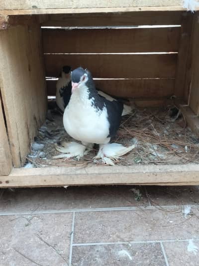 black shirazi breeder pair best price