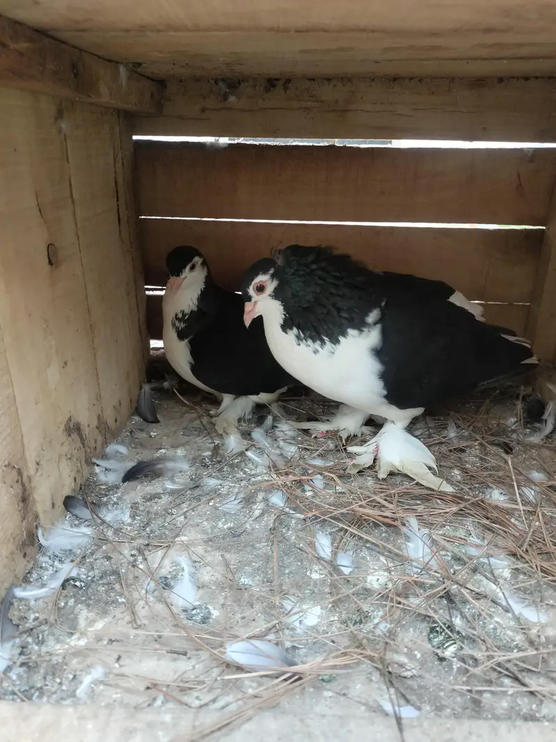 black shirazi breeder pair best price — photo 2