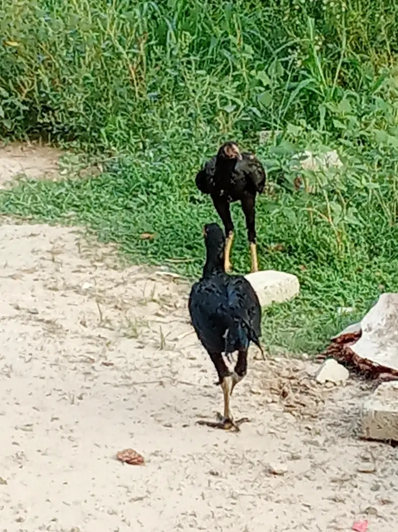 bhot achi quality ka chicks available ha — photo 2