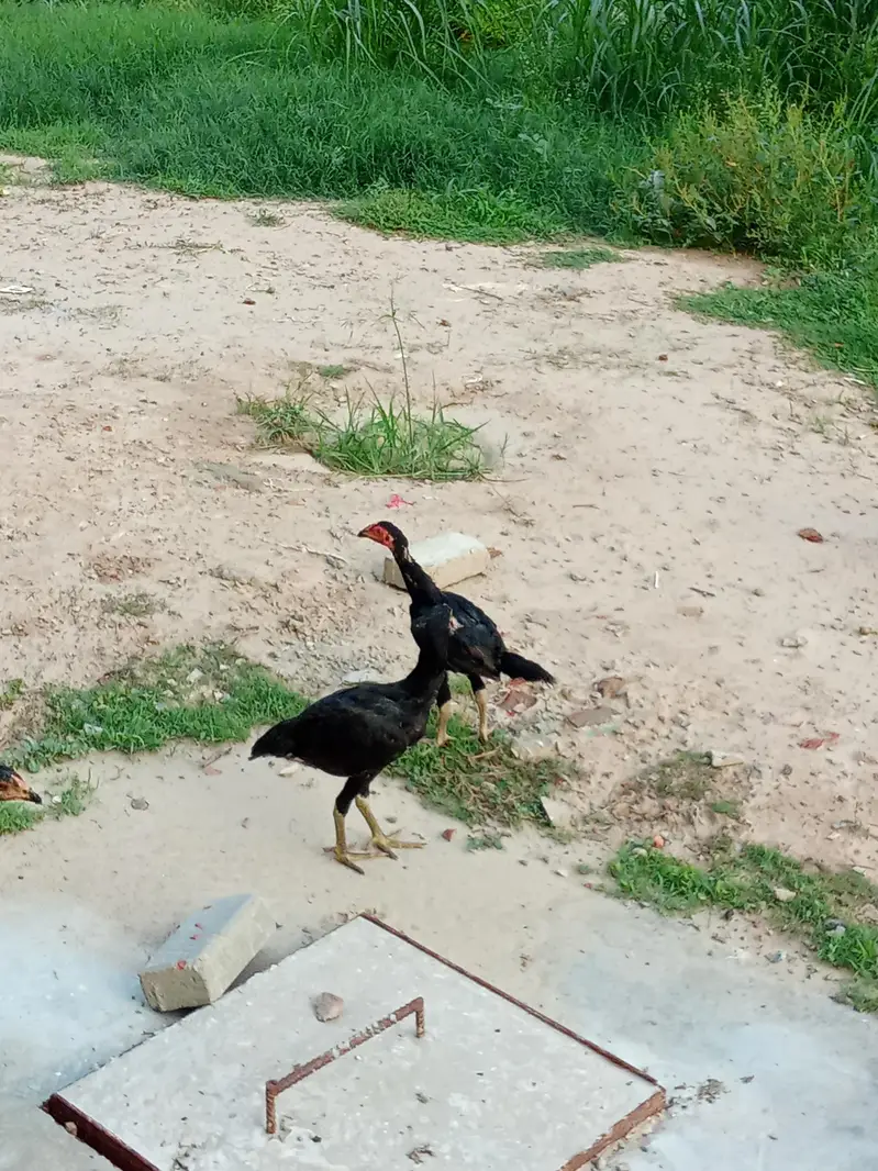 bhot achi quality ka chicks available ha — photo 4