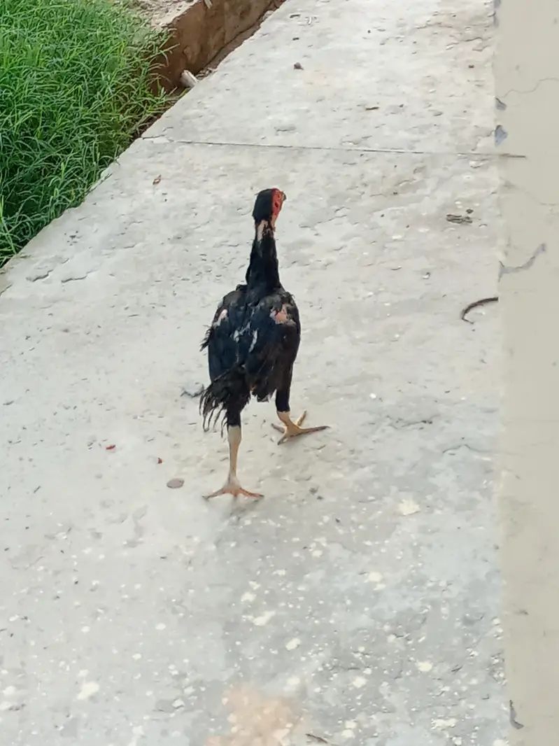 bhot achi quality ka chicks available ha — photo 5