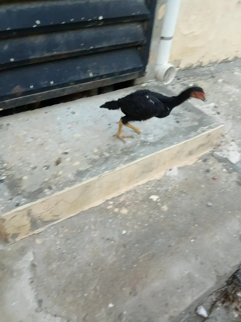 bhot achi quality ka chicks available ha — photo 6
