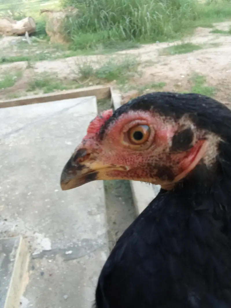 bhot achi quality ka chicks available ha — photo 8