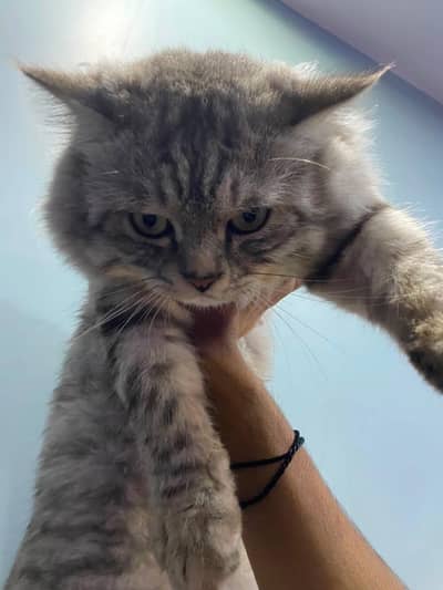 Kitty for sale