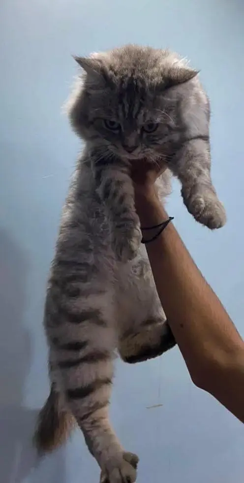 Kitty for sale — photo 2