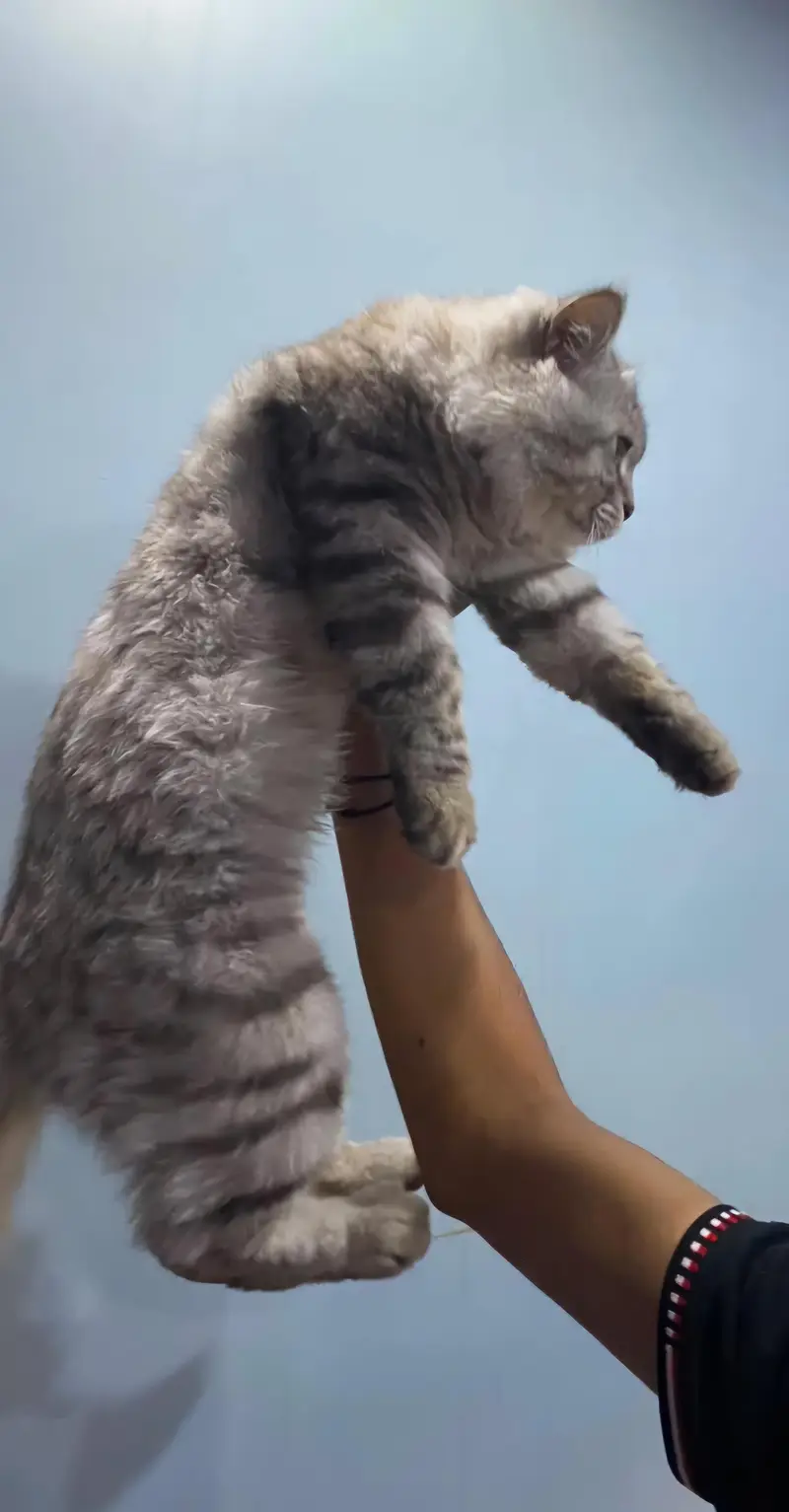 Kitty for sale — photo 3