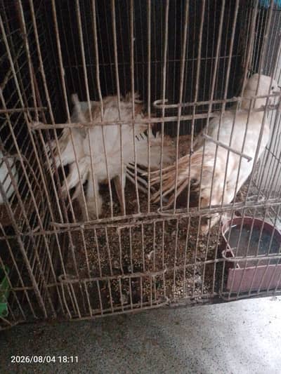 pegnse wthe cage