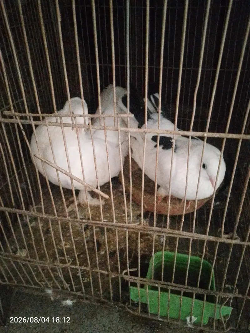 pegnse wthe cage — photo 2