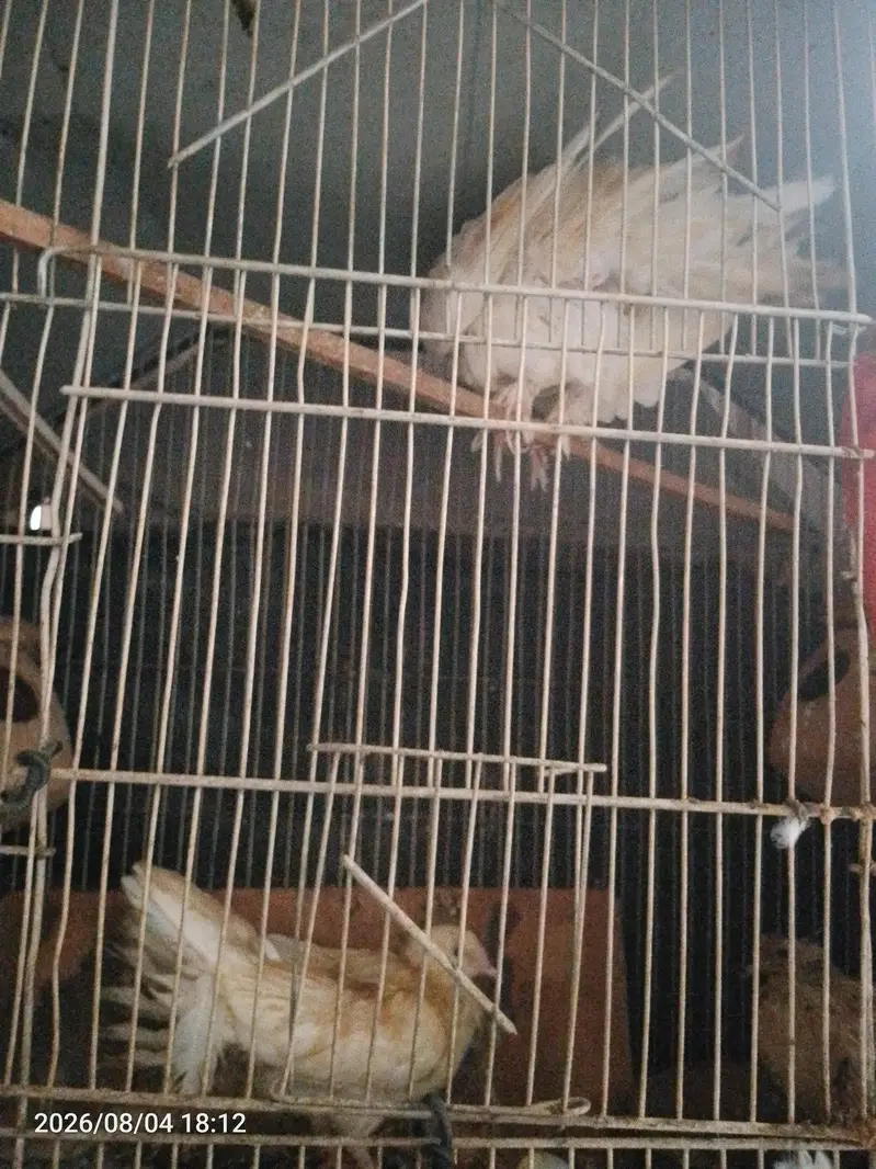 pegnse wthe cage — photo 3