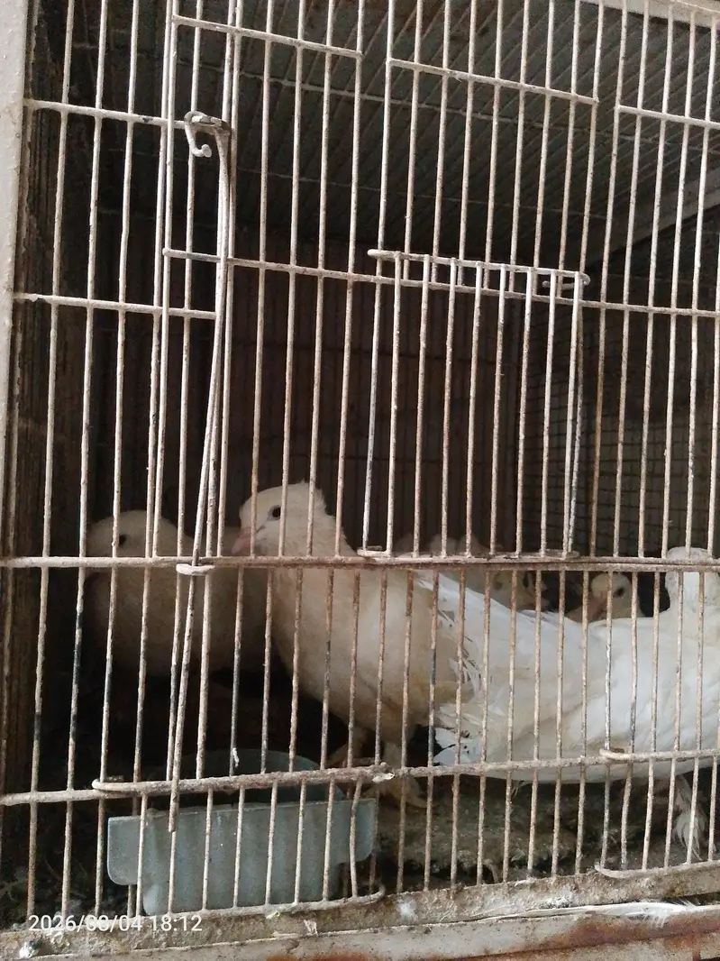 pegnse wthe cage — photo 4
