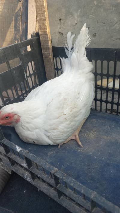 2 white aseel hen