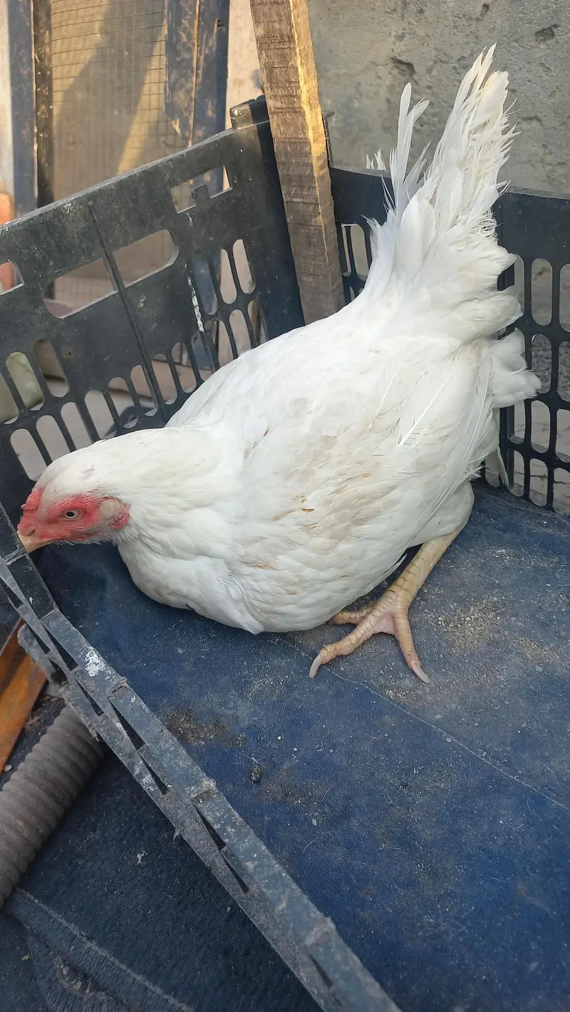2 white aseel hen — photo 2