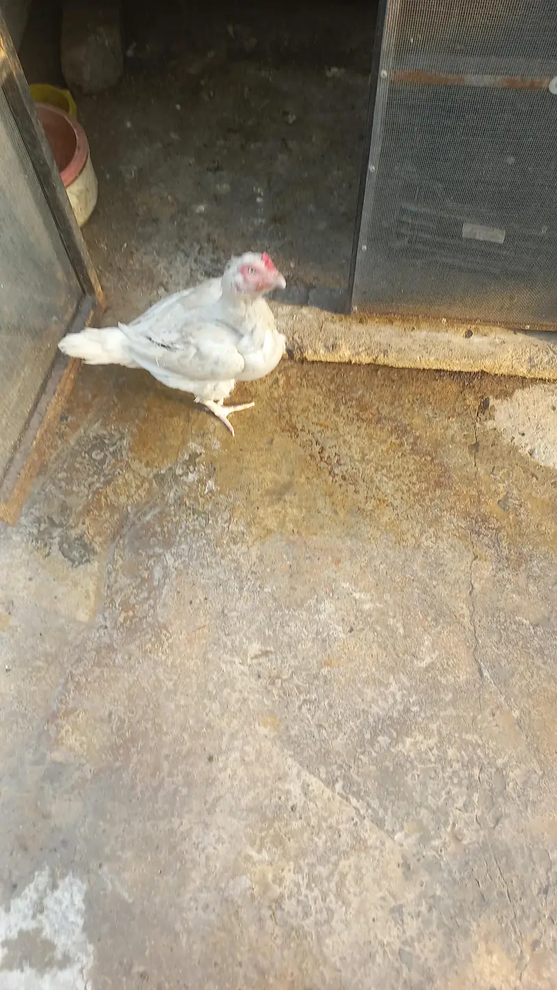 2 white aseel hen — photo 3