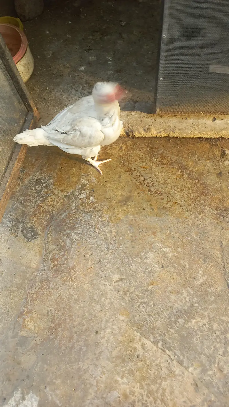 2 white aseel hen — photo 4