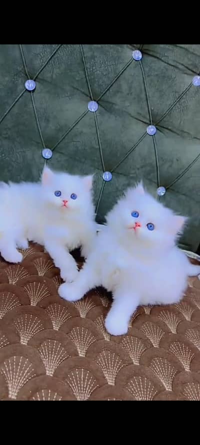 Quality Persian cat & Kittens. Male & female 03479996792. whatsapp